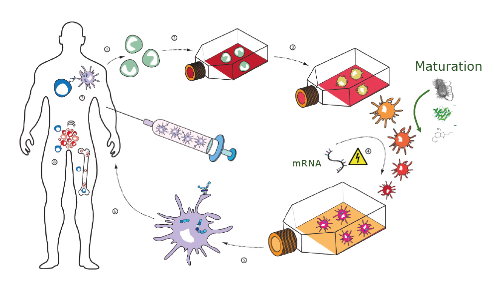 Dendritic cell vaccine - Cimaas