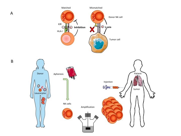 NK cell figure