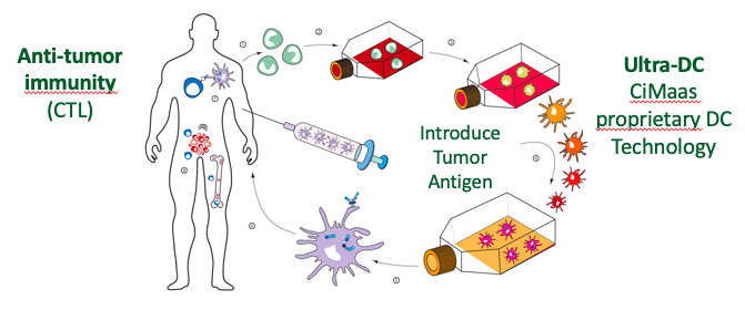 Dendritic cell vaccine - Cimaas